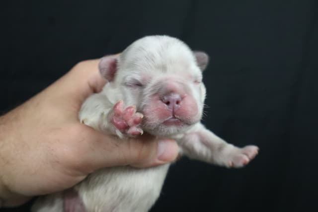 French Bulldog Puppies media 12