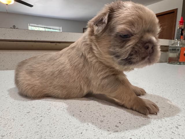 French Bulldog Puppies media 14