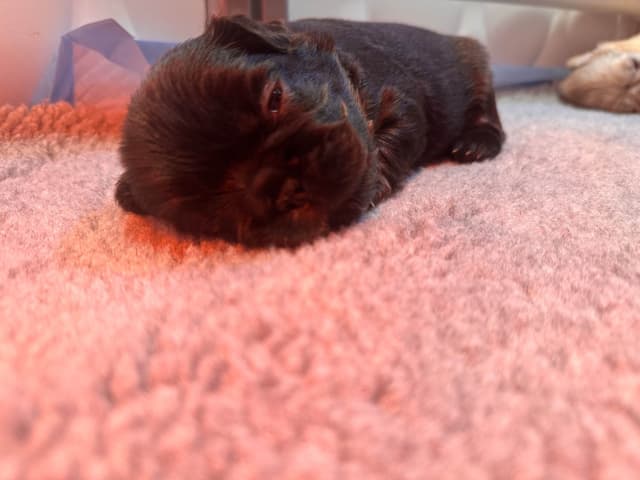 French Bulldog Puppies media 15