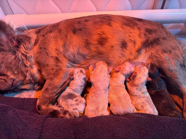 French Bulldog Puppies media 16