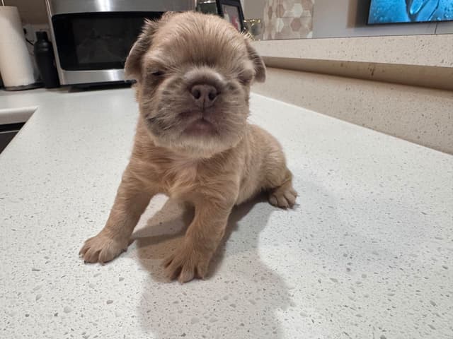 French Bulldog Puppies media 18