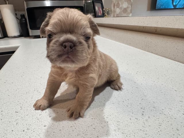 French Bulldog Puppies media 19