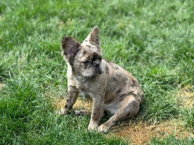 French Bulldog Puppies media 2