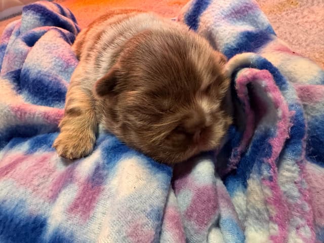 French Bulldog Puppies media 3