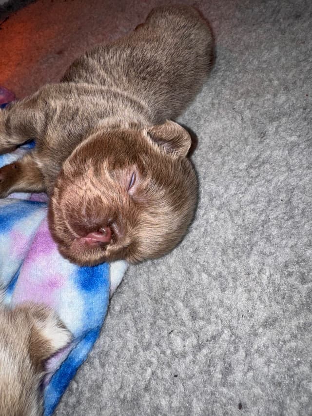 French Bulldog Puppies media 4