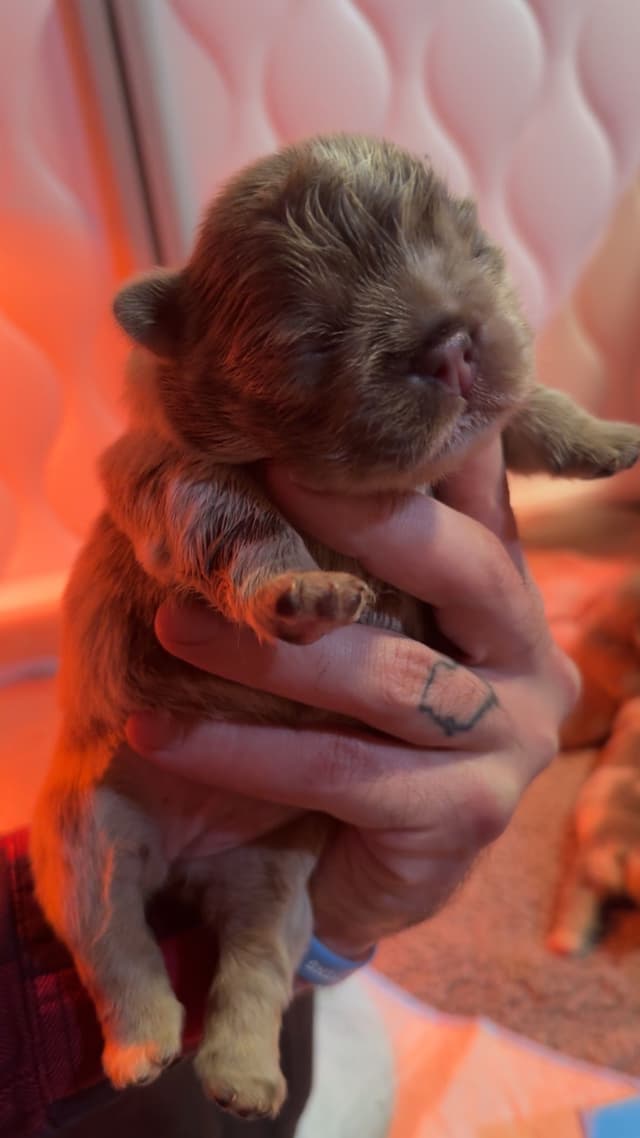French Bulldog Puppies media 5