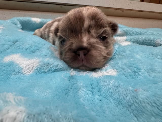 French Bulldog Puppies media 6