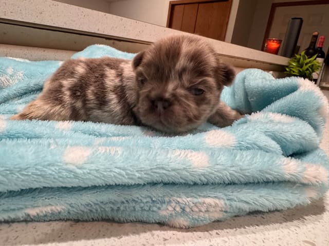 French Bulldog Puppies media 7
