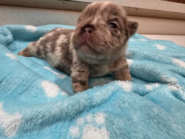 French Bulldog Puppies media 8