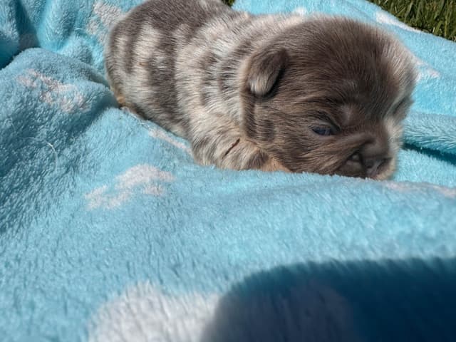 French Bulldog Puppies media 9