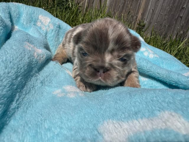French Bulldog Puppies media 10