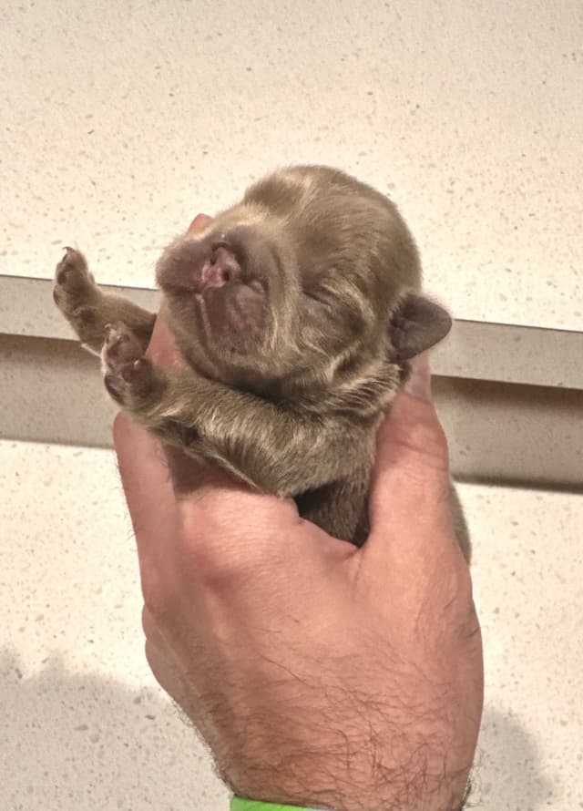 French Bulldog Puppies media 11