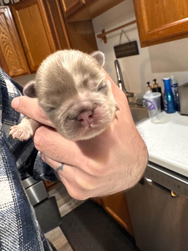 French Bulldog Puppies media 13