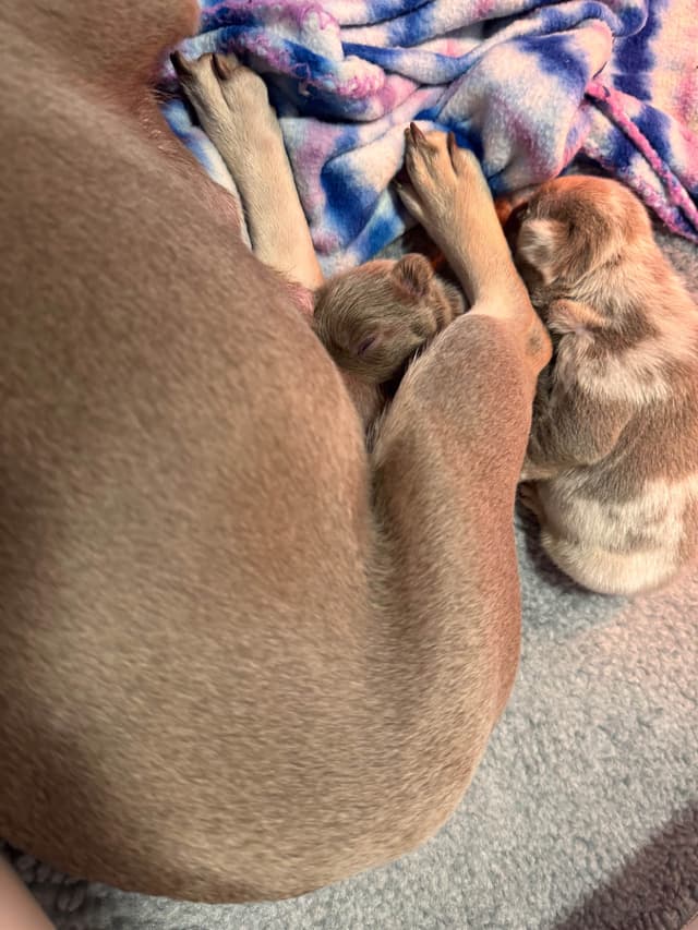 French Bulldog Puppies media 14