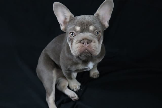 French Bulldog Puppies media 15
