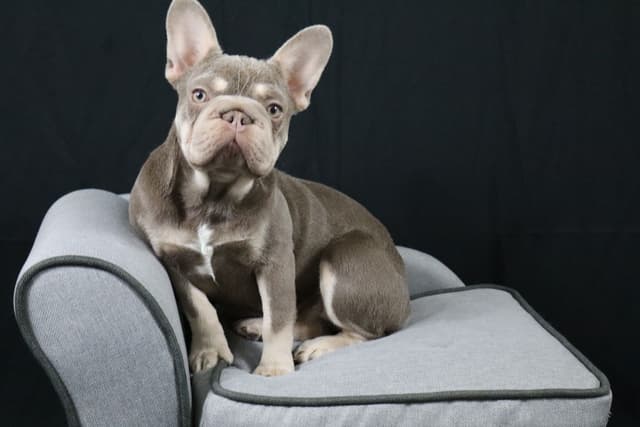 French Bulldog Puppies media 2