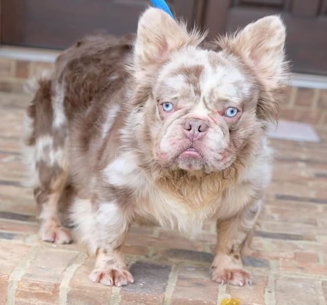 French Bulldog Puppies media 16