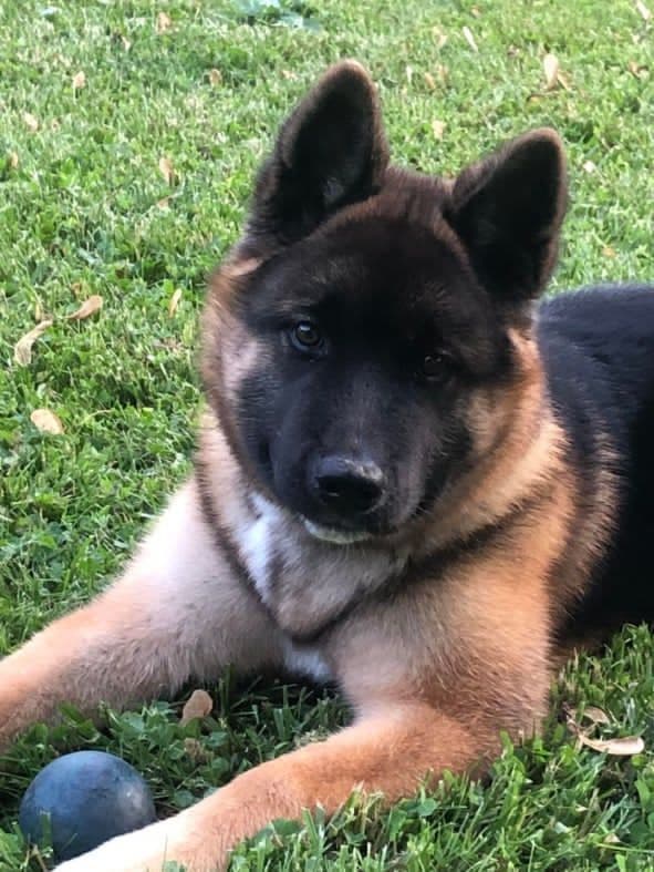 Champion Lineage American Akita Puppy breeder image 5
