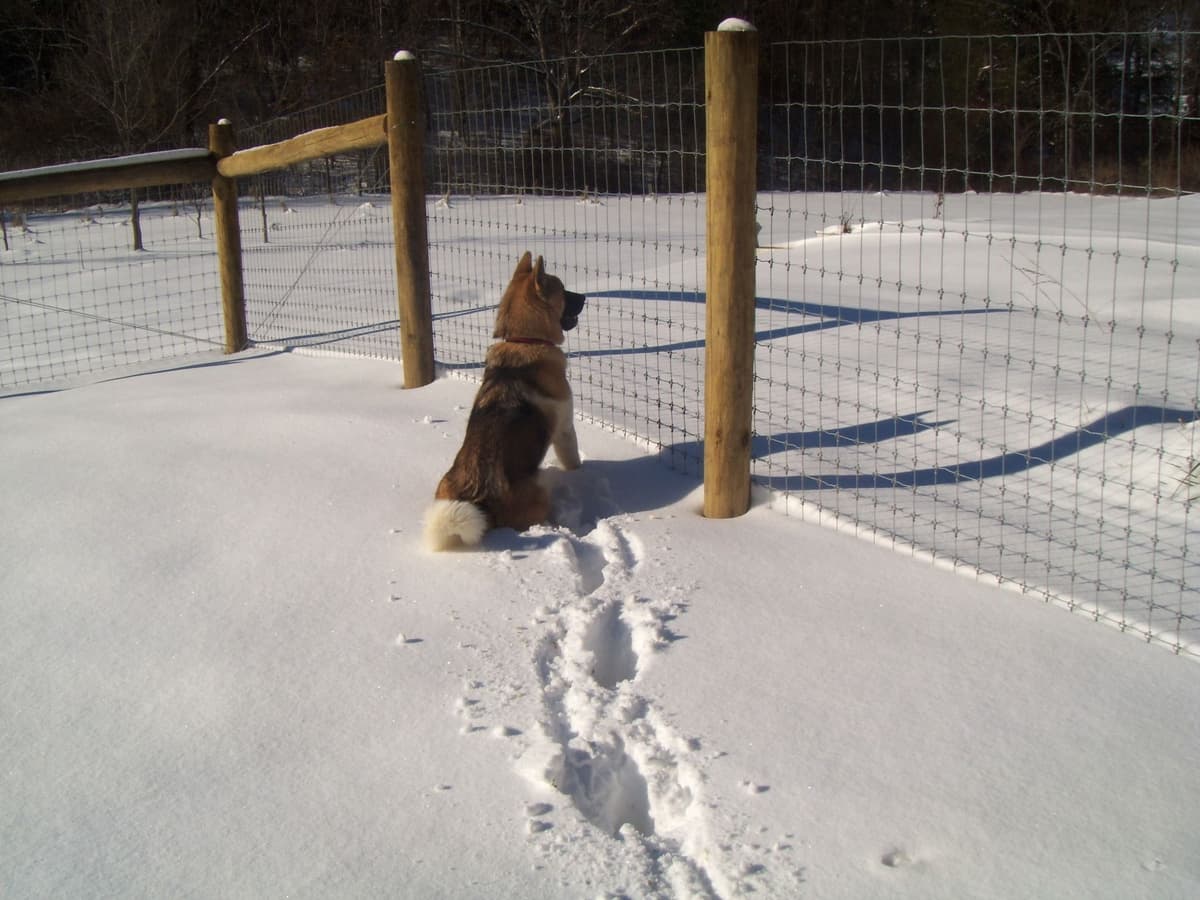 Champion Lineage American Akita Puppy breeder image 6