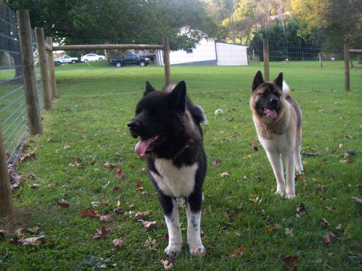 Champion Lineage American Akita Puppy breeder image 7