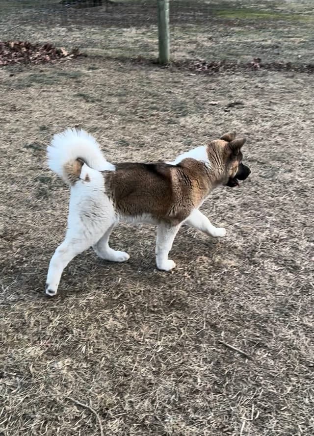 Champion Lineage American Akita Puppy media 2