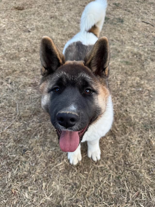 Champion Lineage American Akita Puppy media 5