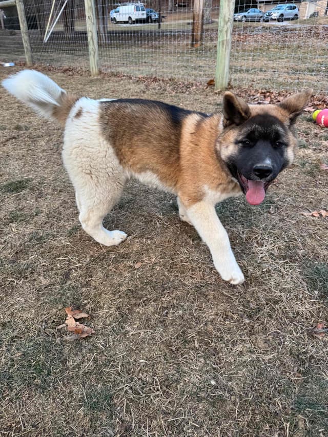 Champion Lineage American Akita Puppy media 4