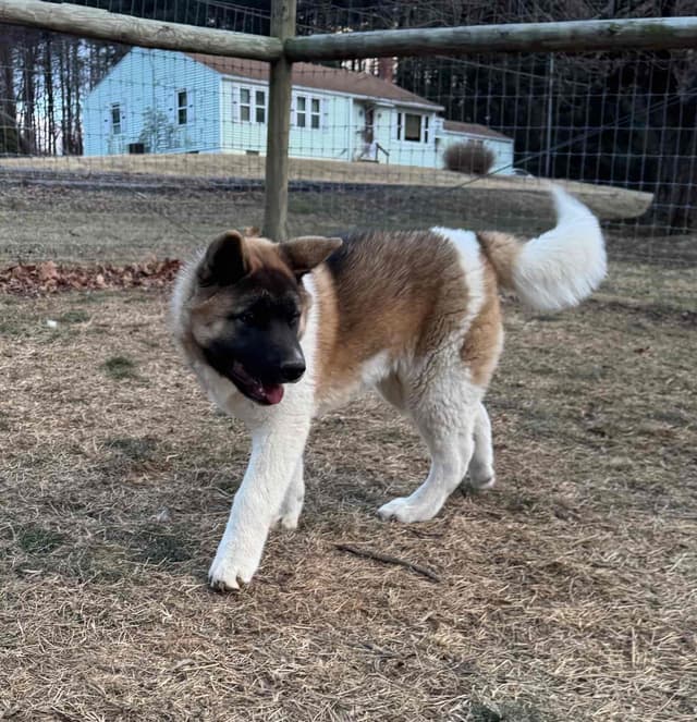 Champion Lineage American Akita Puppy media 6