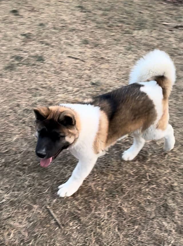 Champion Lineage American Akita Puppy media 3