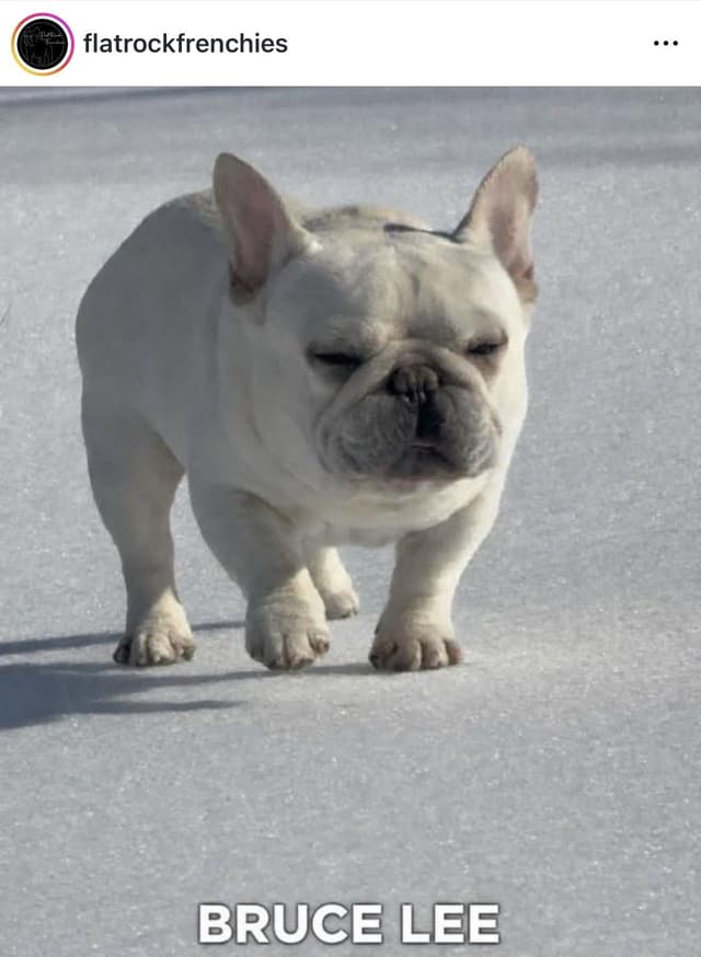 AKC French Bulldog Puppies media 2