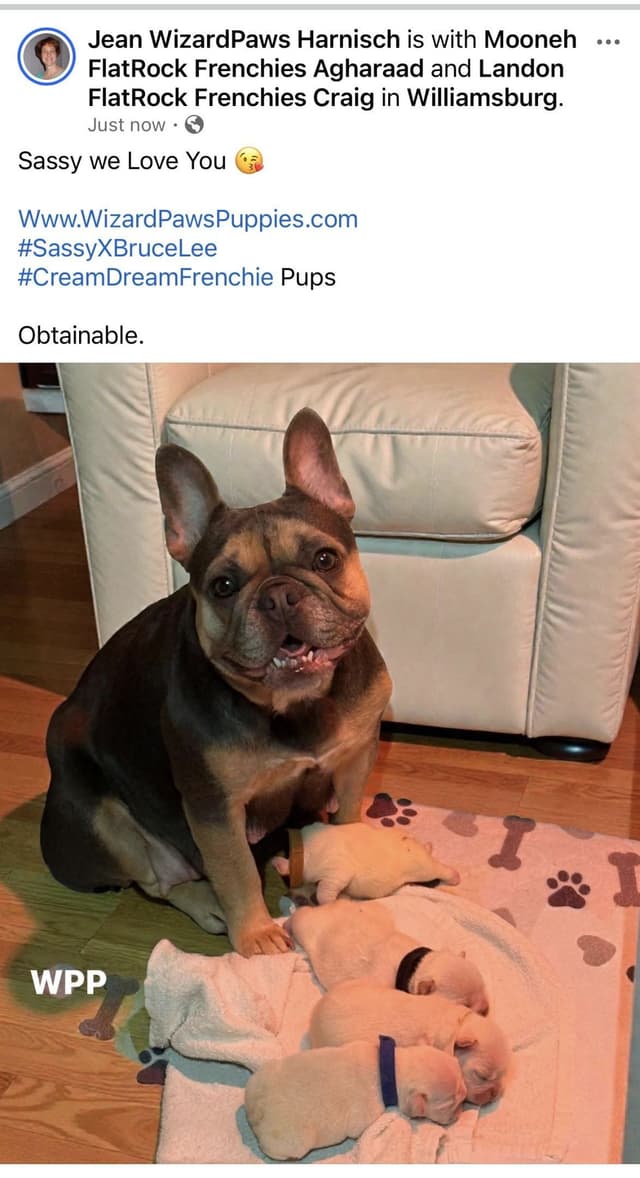 AKC French Bulldog Puppies media 3