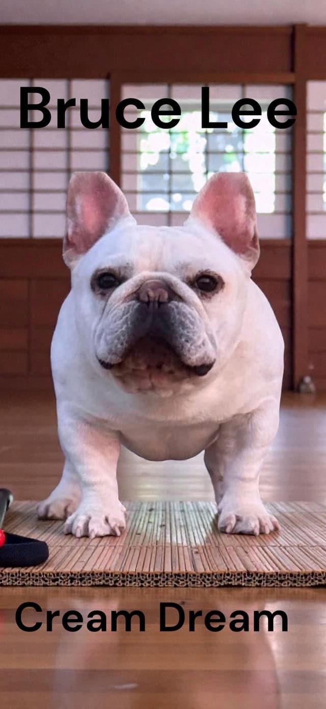AKC French Bulldog Puppies media 4