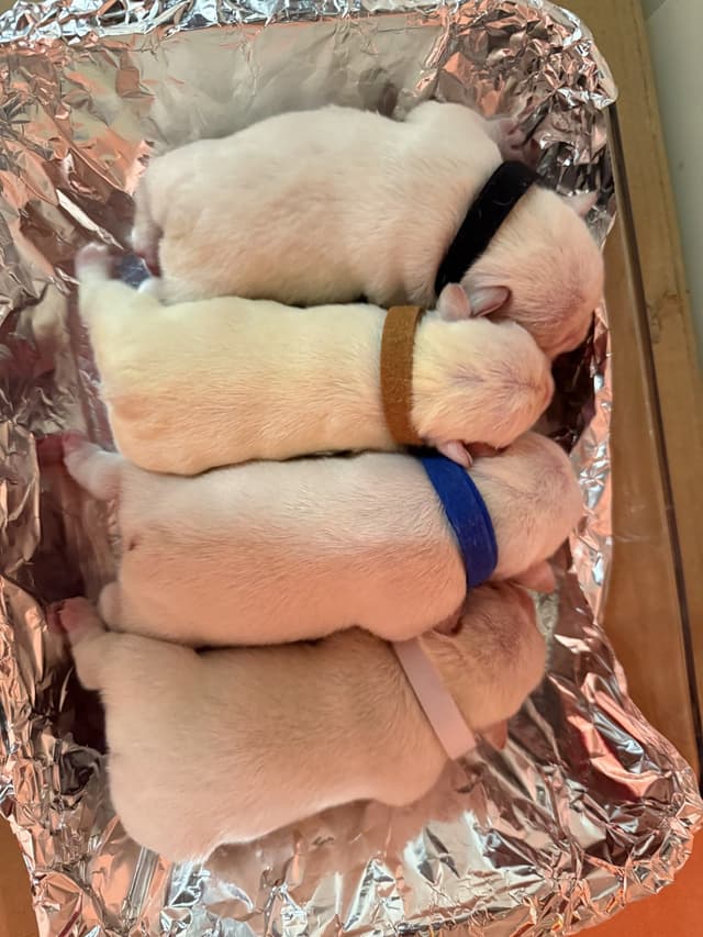 AKC French Bulldog Puppies media 5