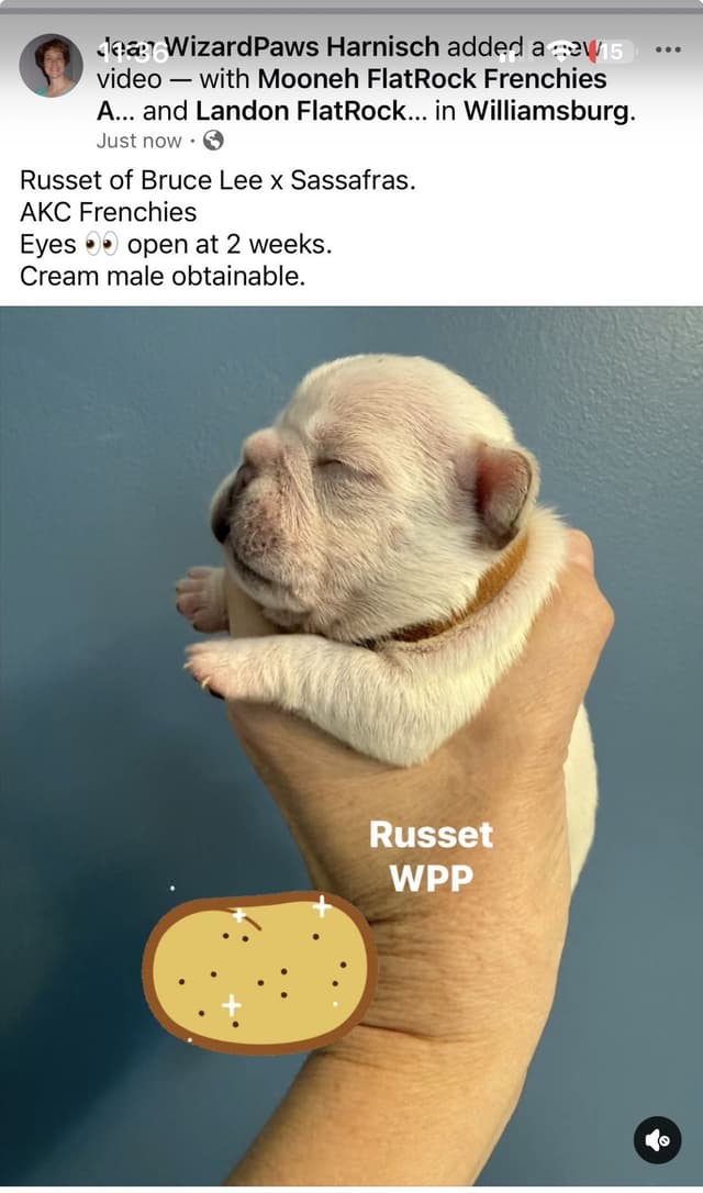 AKC French Bulldog Puppies media 7