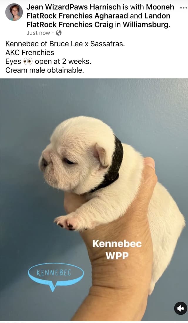 AKC French Bulldog Puppies media 8