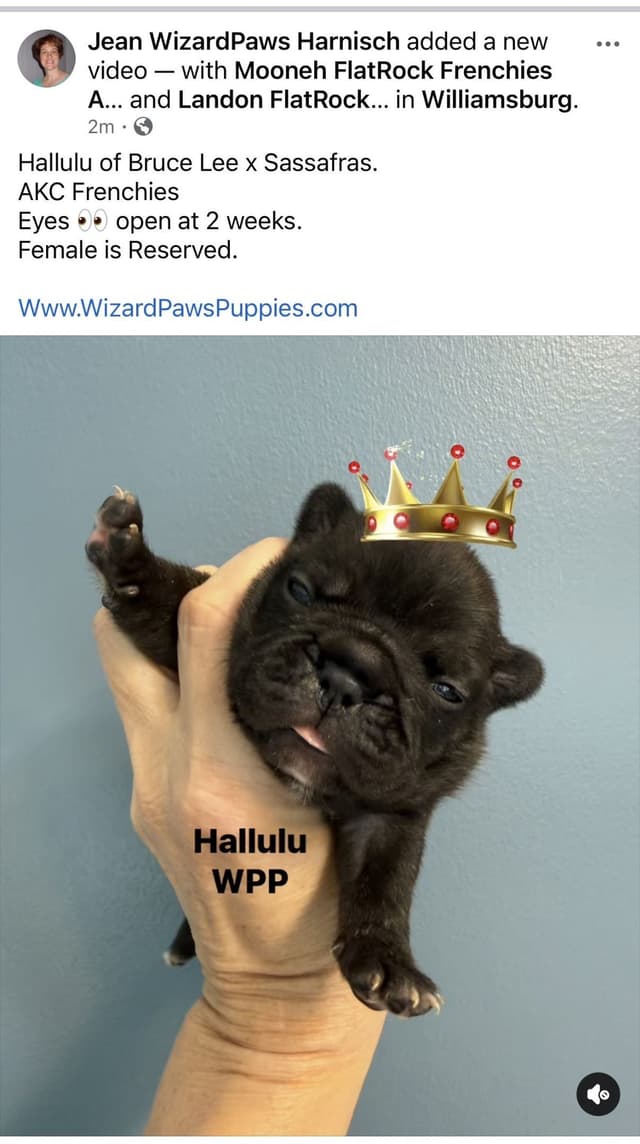 AKC French Bulldog Puppies media 9