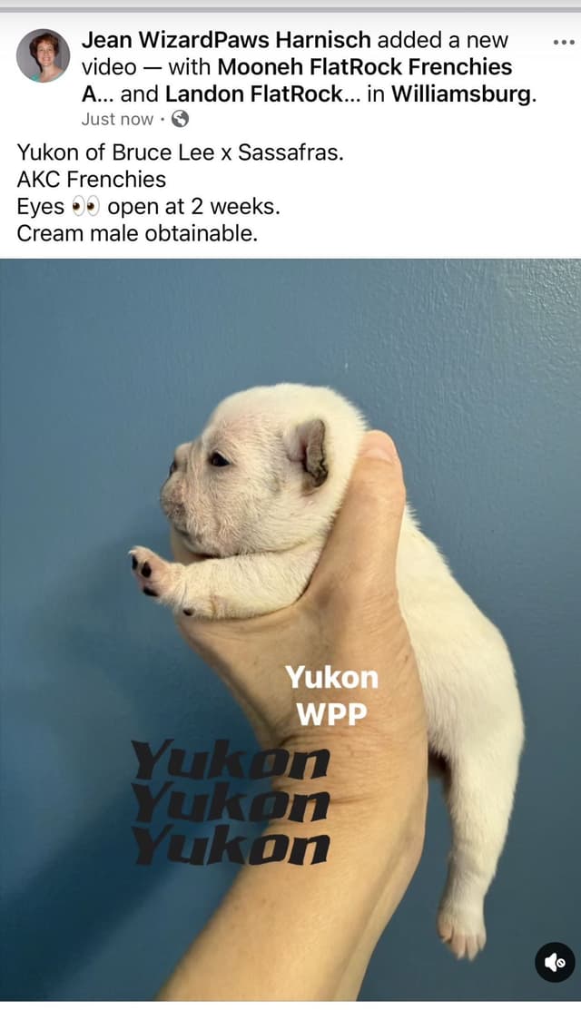 AKC French Bulldog Puppies media 10