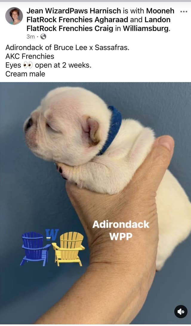 AKC French Bulldog Puppies media 11