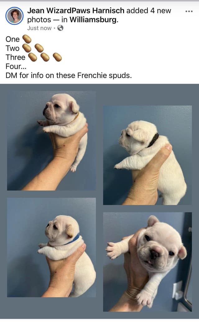 AKC French Bulldog Puppies media 12