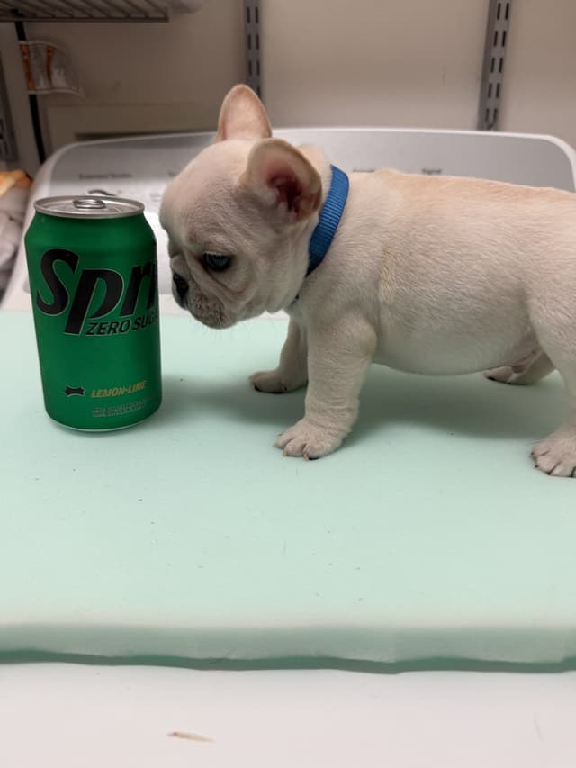 AKC French Bulldog Puppies media 14