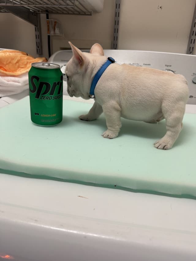AKC French Bulldog Puppies media 15