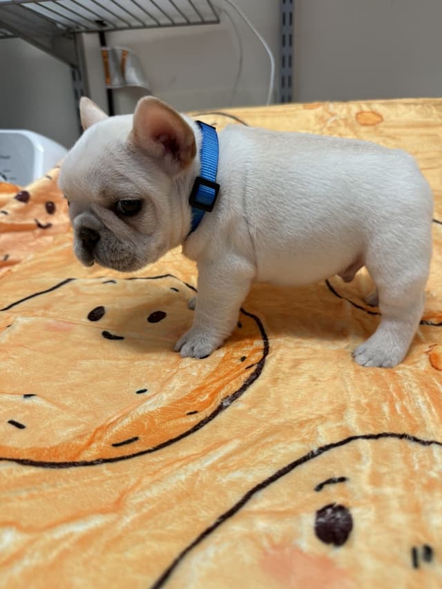 AKC French Bulldog Puppies media 16