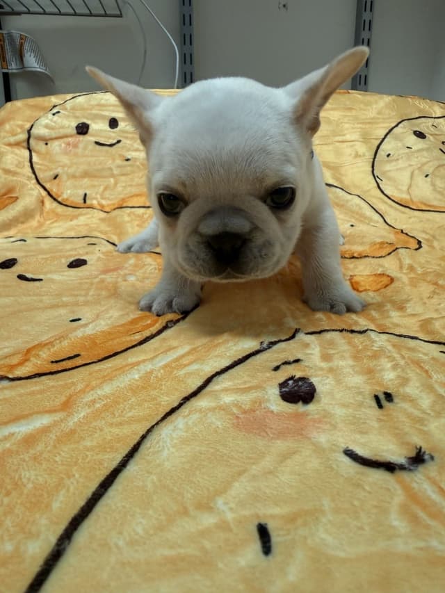 AKC French Bulldog Puppies media 17