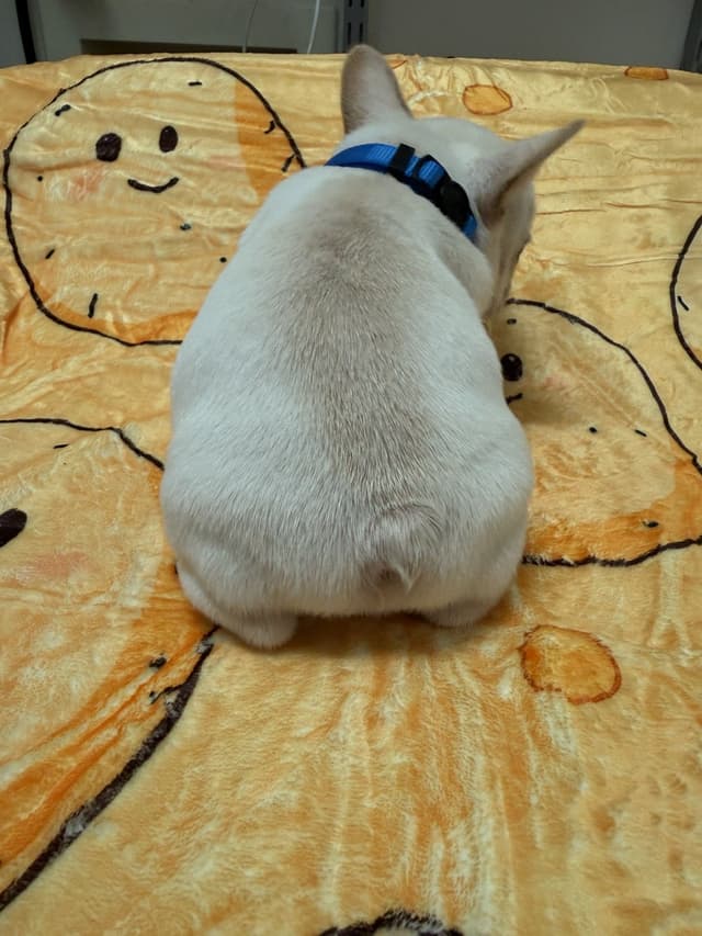 AKC French Bulldog Puppies media 18