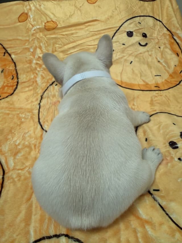AKC French Bulldog Puppies media 20