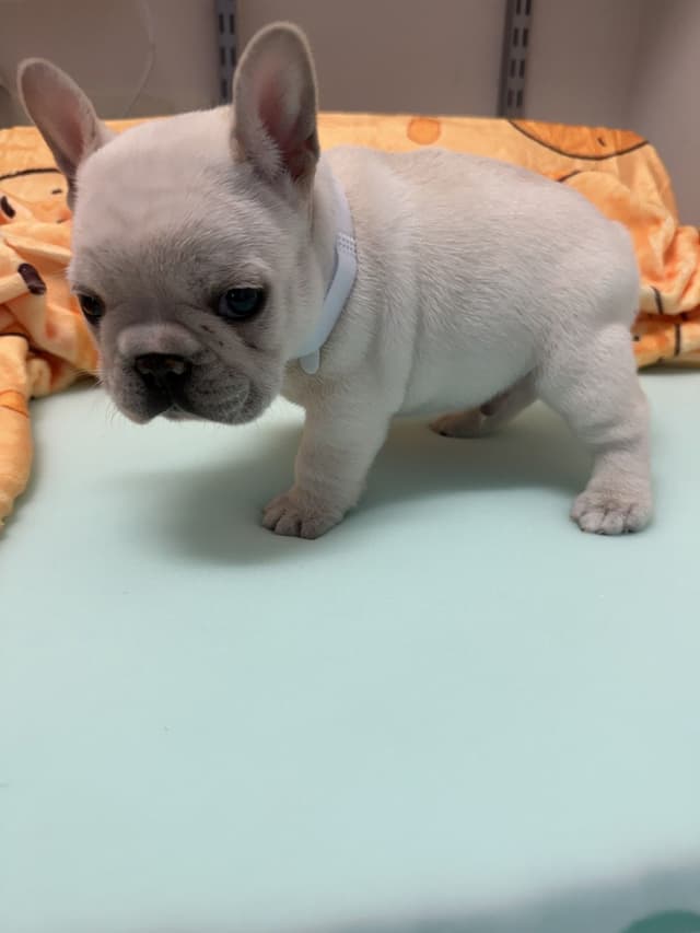 AKC French Bulldog Puppies media 21