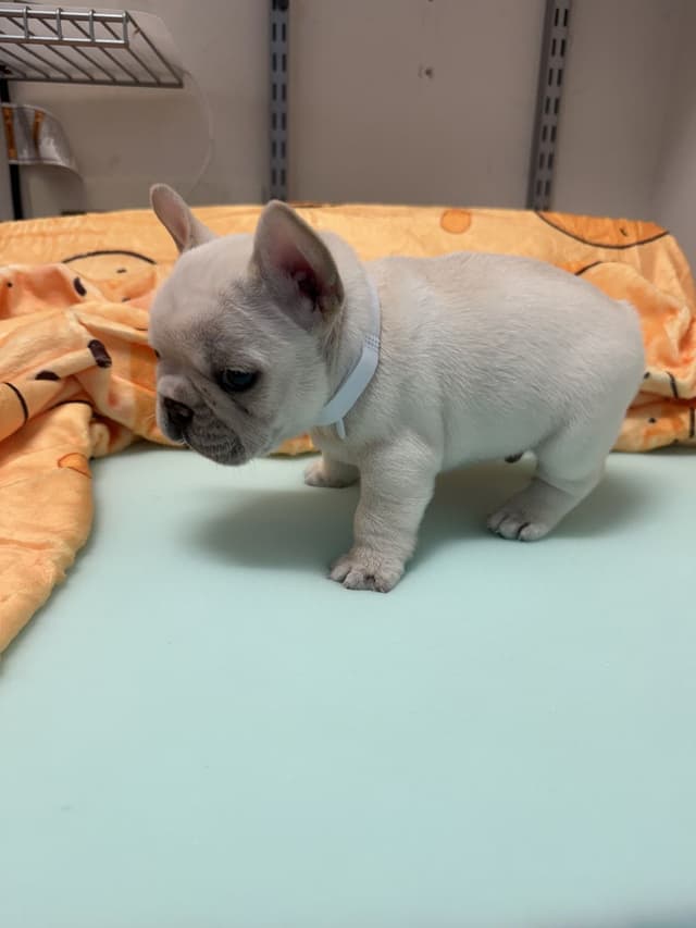AKC French Bulldog Puppies media 22