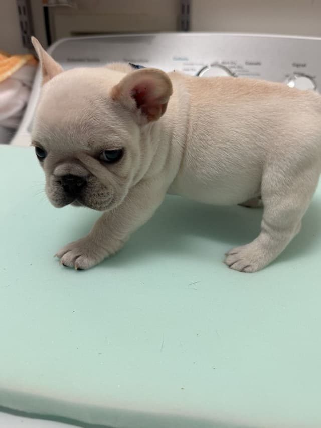 AKC French Bulldog Puppies media 23