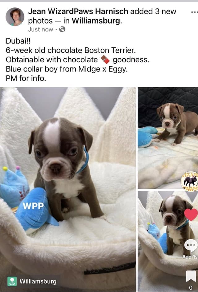AKC Boston Terrier Puppies media 2
