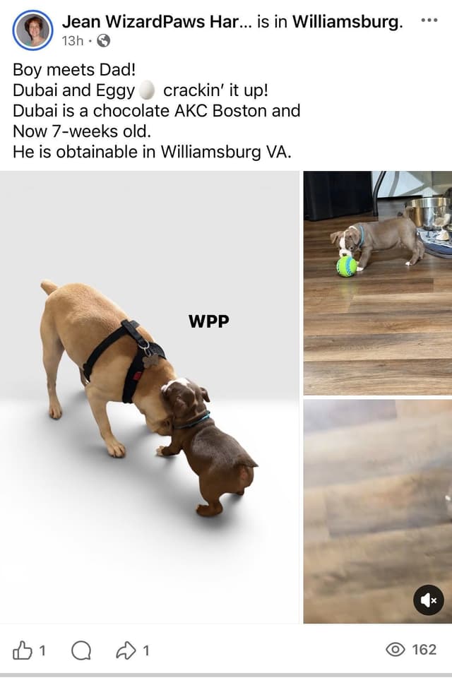 AKC Boston Terrier Puppies media 3